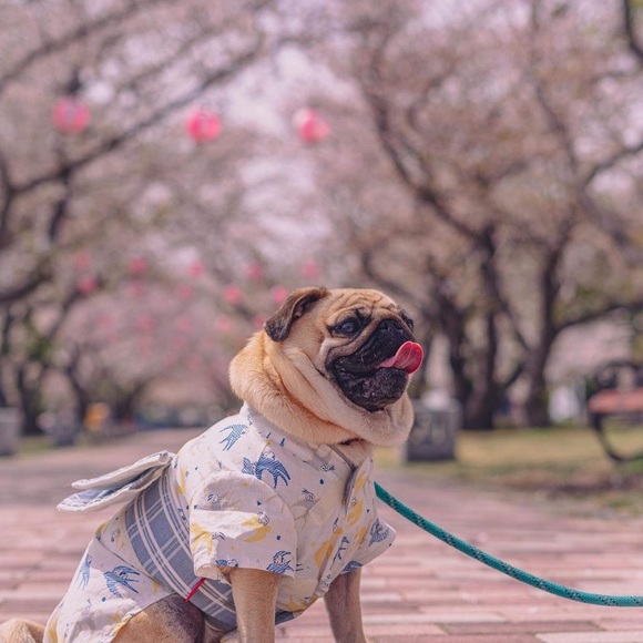 Meet your Posher; ✨Just1_4You✨ - Picture 5 of 10